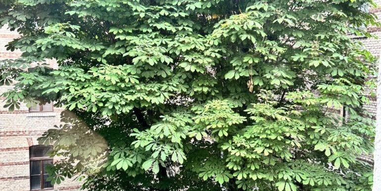 Blick ins Grüne des Rathenauplatzes